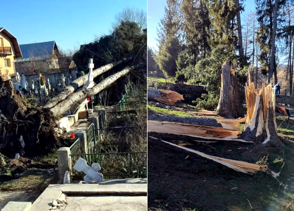 Copaci prăbușiți peste morminte la cimitirul din Breaza de Jos. Copaci uriași retezați efectiv, la Brebu