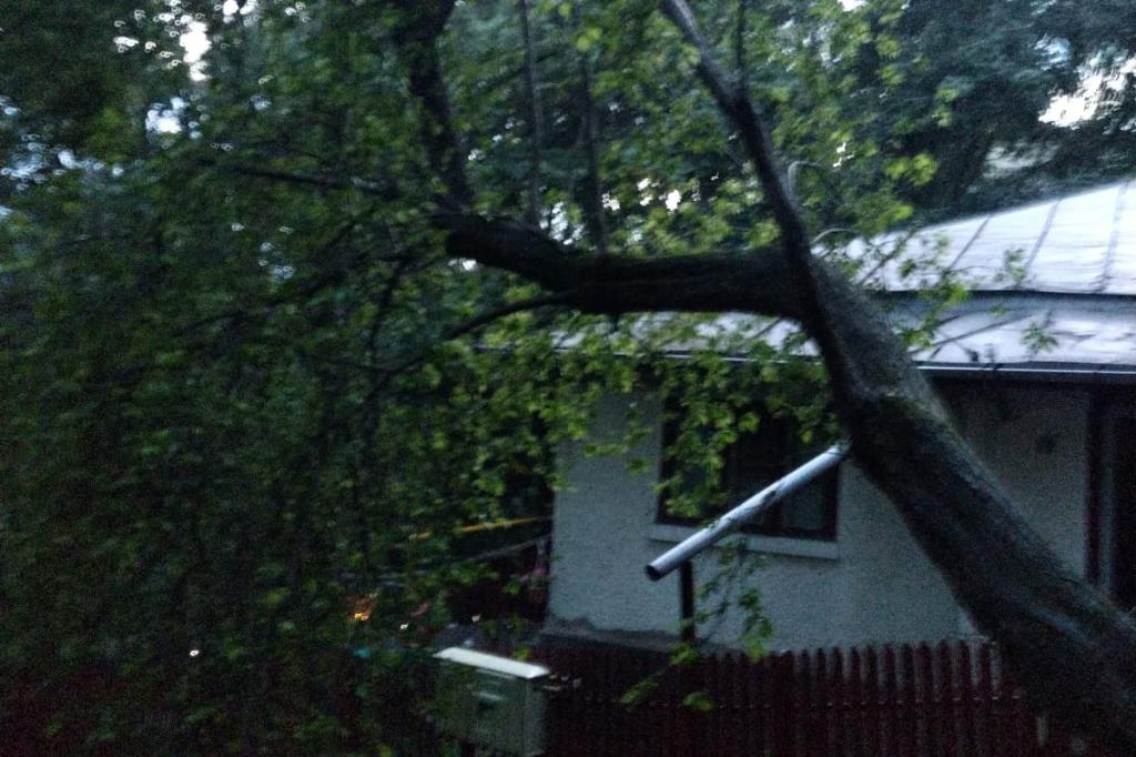 La Câmpina, din cauza ploii puternice, un copac a căzut peste o casă pe Strada Dr. Victor Babeș