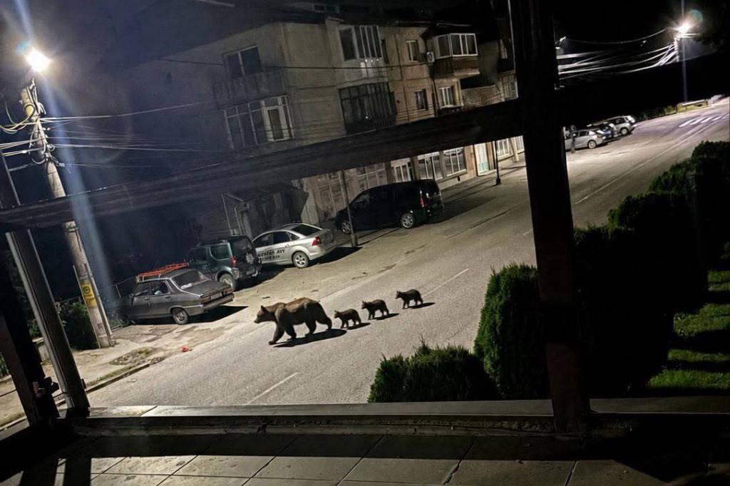 O ursoaică și cei trei pui ai ei au băgat spaima în locuitorii din Valea Doftanei