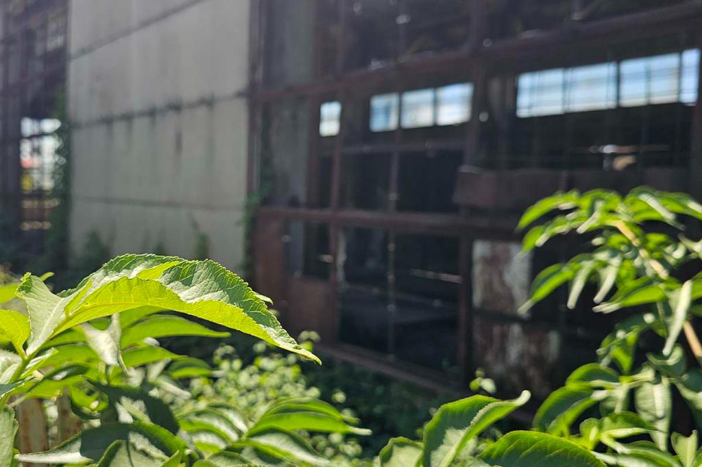 Câmpina la pas... Imagini horror în curtea unui fost agent economic