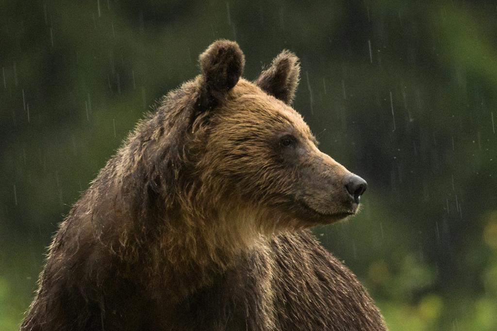 Urs la Cornu. A fost emis mesaj RO-Alert