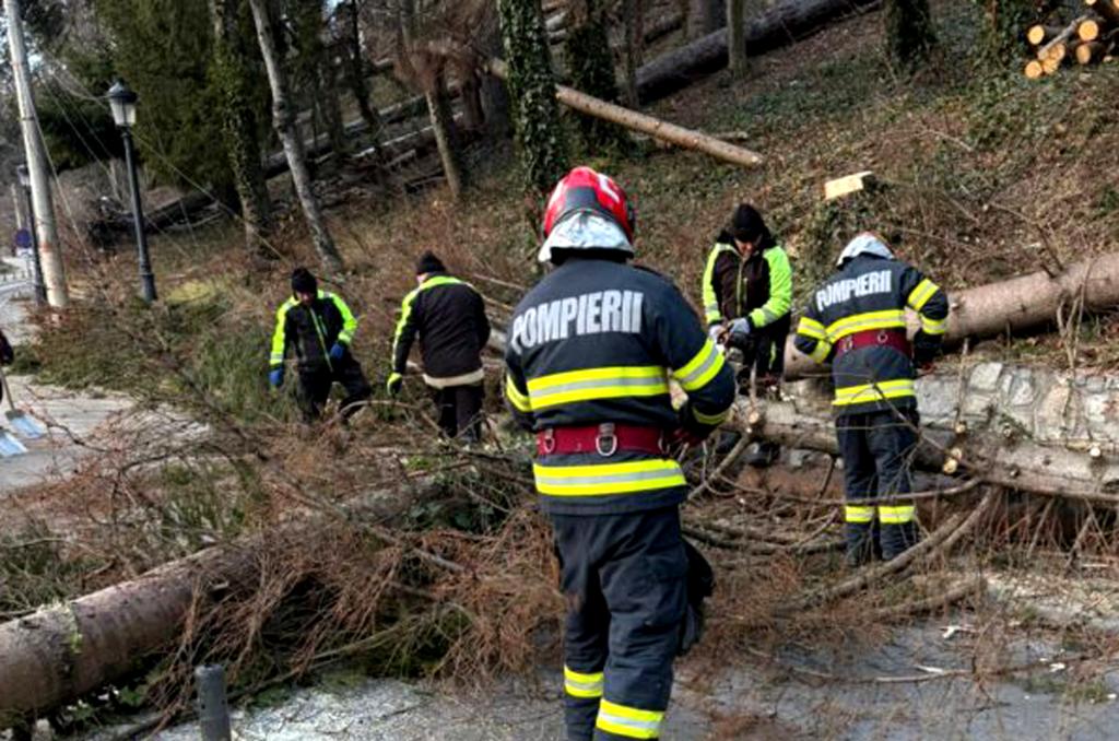 Zeci de copaci rupți de vânt în mai multe localități din Prahova, inclusiv la Câmpina, Breaza, Cornu și Poiana Câmpina