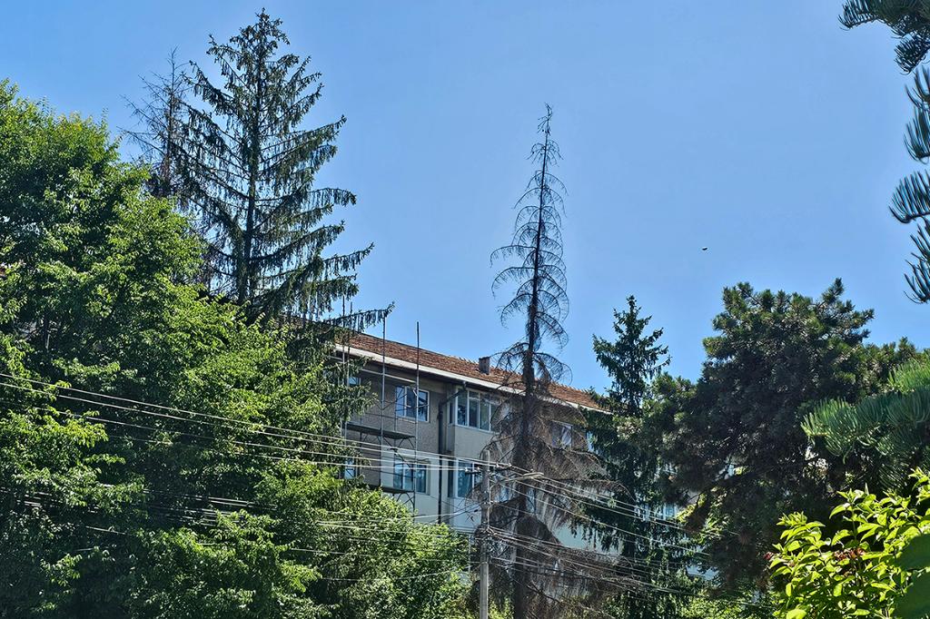 Pe Strada BP Hasdeu, oamenii reclamă pericolul unor brazi uscați