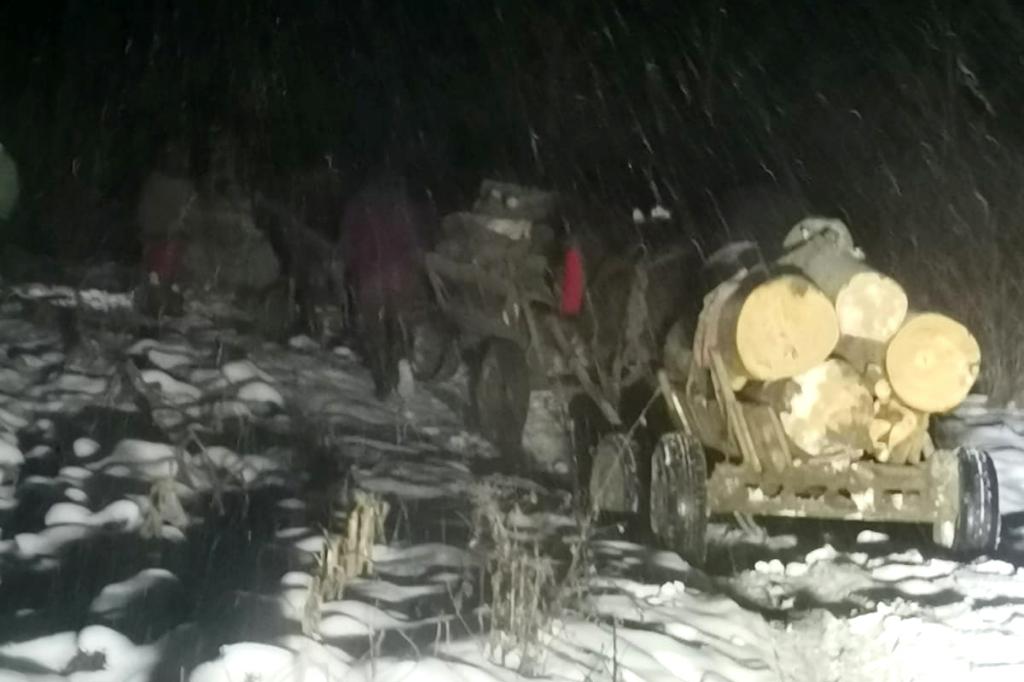 În zona Câmpina, polițiștii au identificat două cazuri de furt de material lemnos