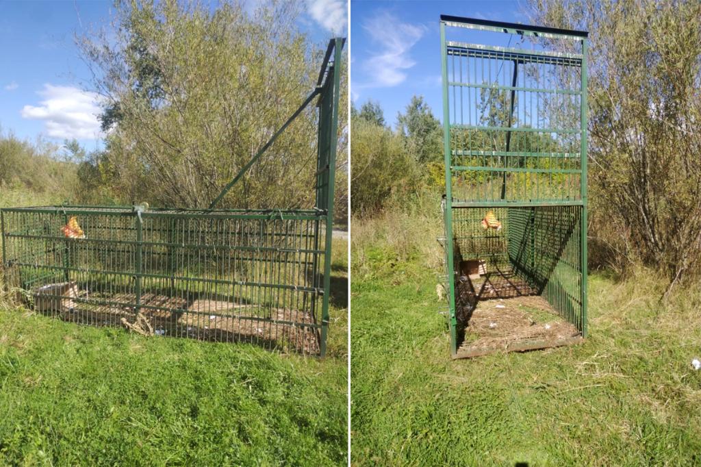 Autoritățile au amplasat o cușcă pentru capturarea ursului în zona În Luncă, din Câmpina