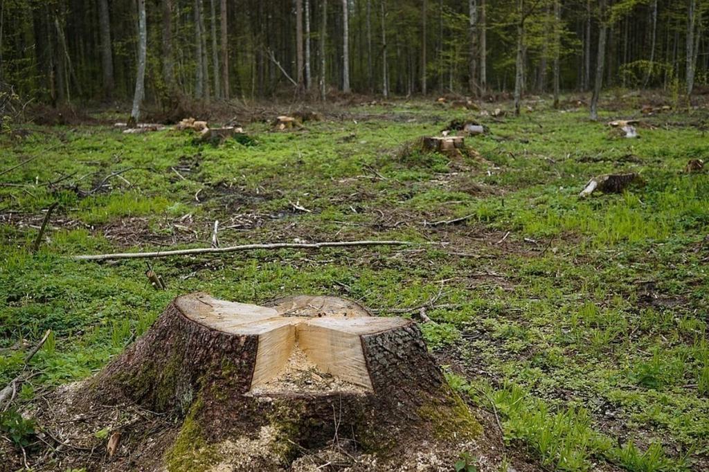 Furturi de arbori de 28.000 lei, obiectul unor percheziții în Prahova