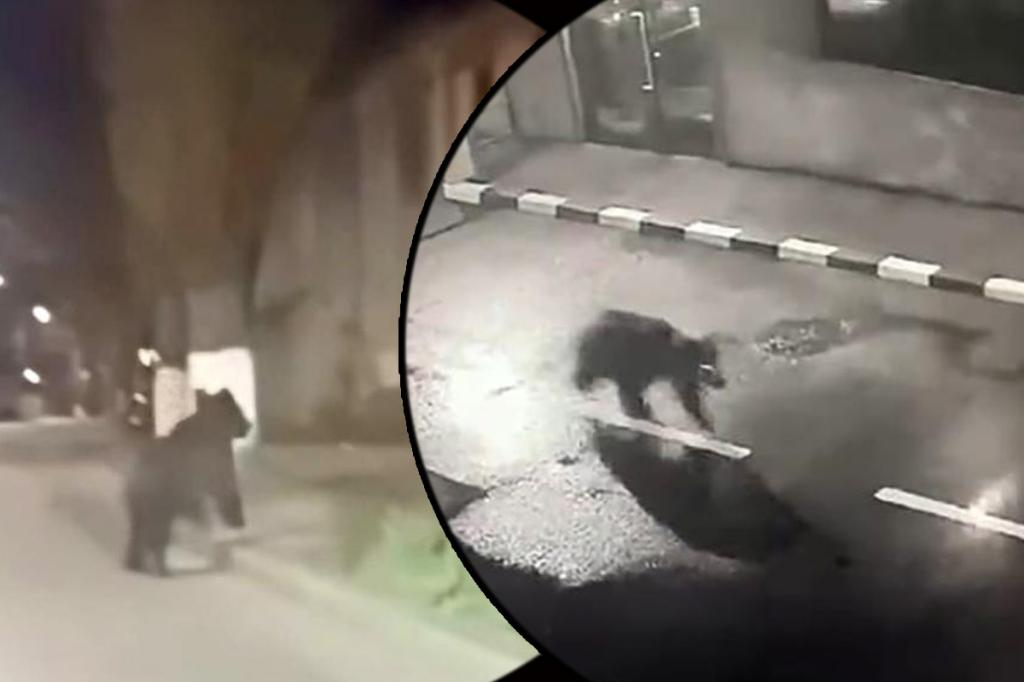 Patrule nocturne în Câmpina pentru monitorizarea urșilor