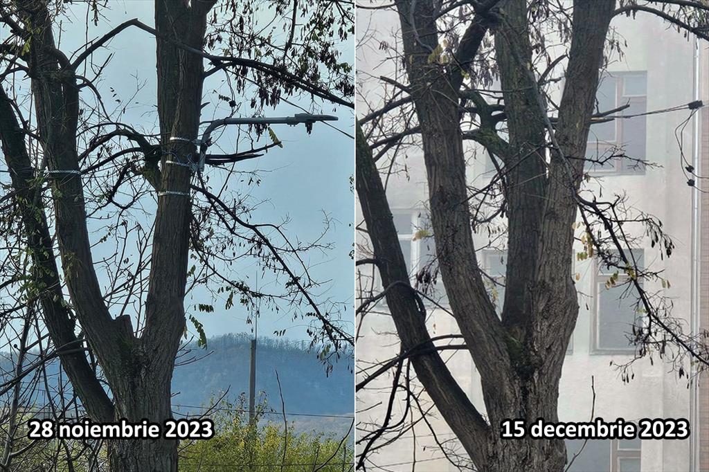La Câmpina, lampa din copac a... dispărut! Cineva a îndreptat situația semnalată de un cititor CâmpinaTV.ro