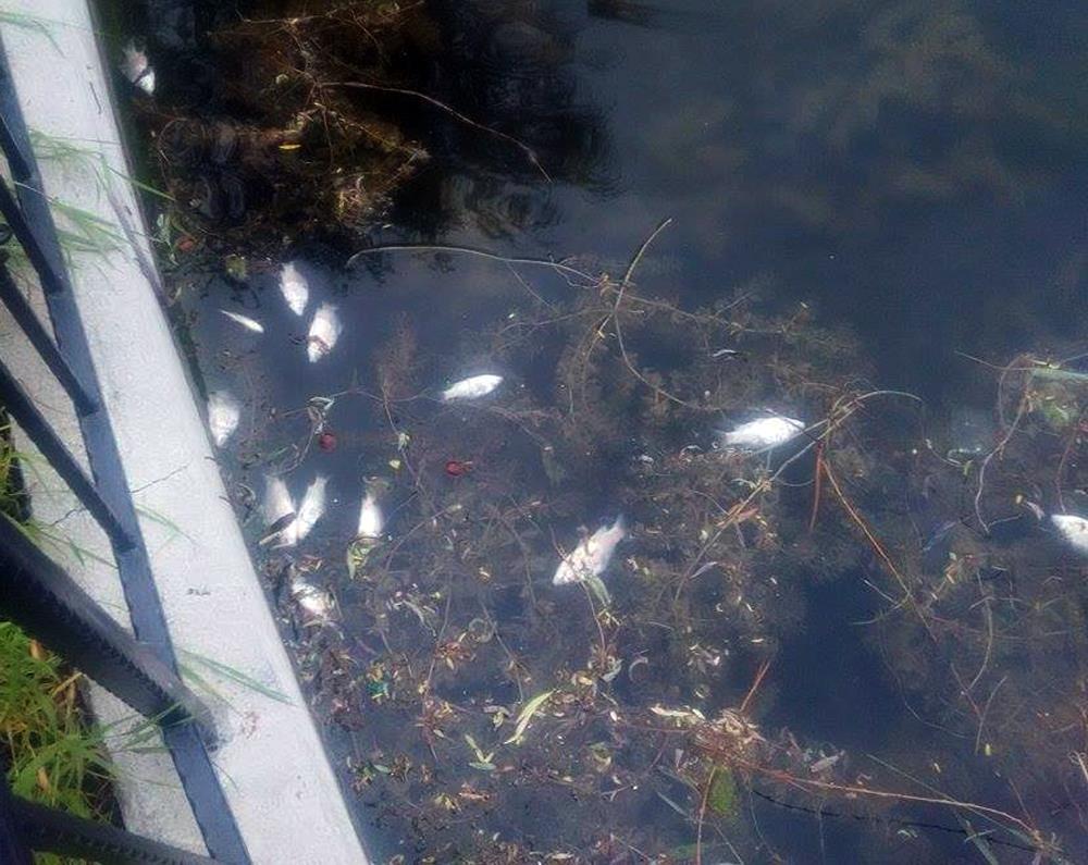 Pești morți pe Lacul Bisericii din Câmpina. Din nou