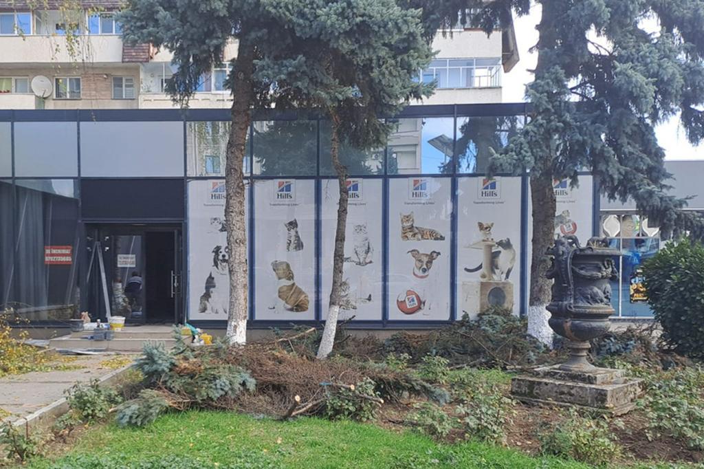 În centrul Câmpinei, au fost ”toaletați” câțiva brazi fără autorizație