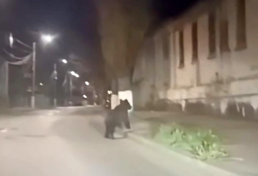 Nopțile trecute, ursul s-a plimbat din nou pe străzile din Câmpina