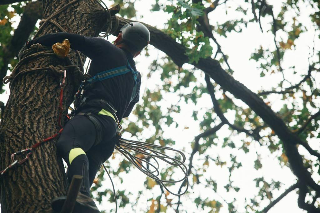 La Câmpina, toaletările de copaci vor mai avea loc doar pentru situațiile care prezintă un pericol