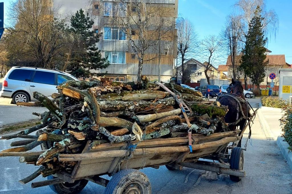 A început sezonul furturilor de arbori. Polițiștii au depistat astfel de situații la Șotrile și Provița de Jos