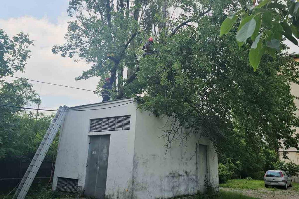 Intervenție a pompierilor din Câmpina pentru degajarea unui copac, căzut peste un punct de transformare electrică