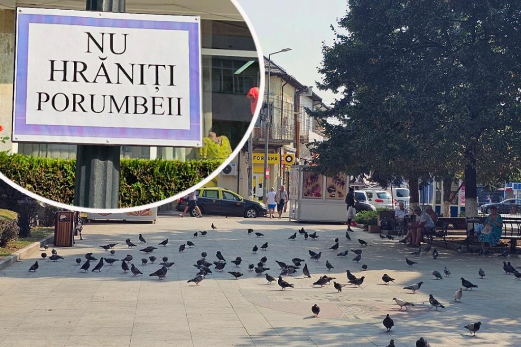Război declarat porumbeilor din Piațeta ”Marin Constantin” din centrul Câmpinei?