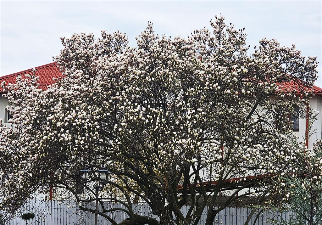 Câmpina, orașul magnoliilor