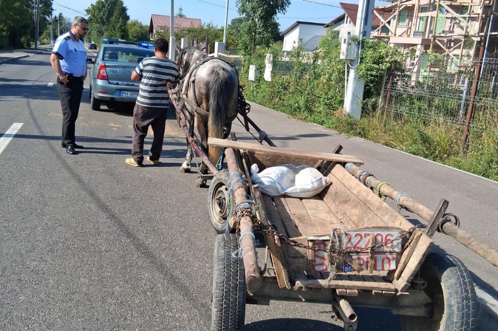 Două căruțe confiscate de agenții Poliției Locale Câmpina