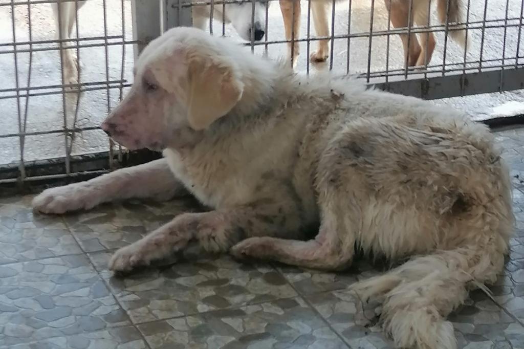 Percheziții de amploare și în Prahova, în ancheta privind uciderea câinilor fără stăpân în adăposturi private