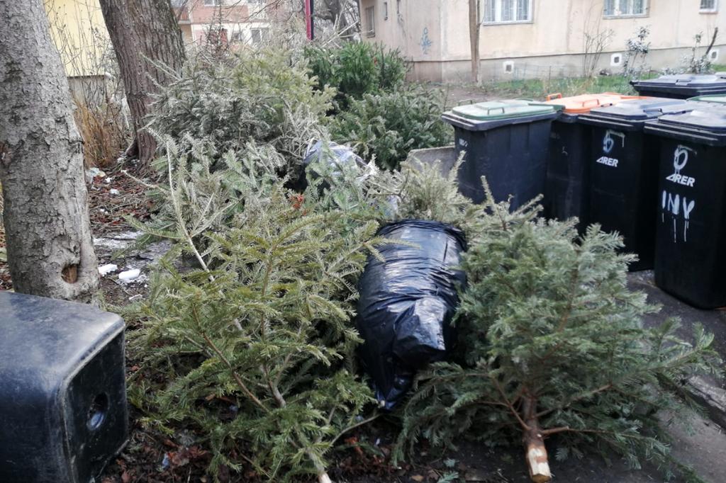 La Câmpina, operatorul de salubritate va colecta și brazii naturali de Crăciun