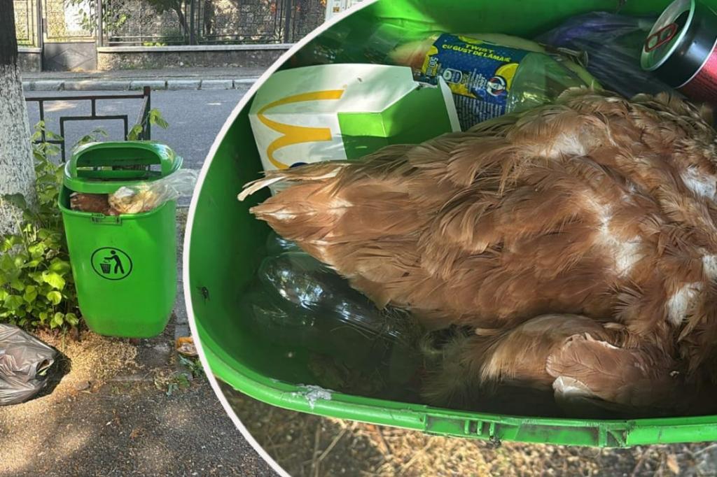 Incredibil! Un câmpinean a pus o găină moartă în coșul de gunoi de la locul de joacă din cartierul Slobozia!