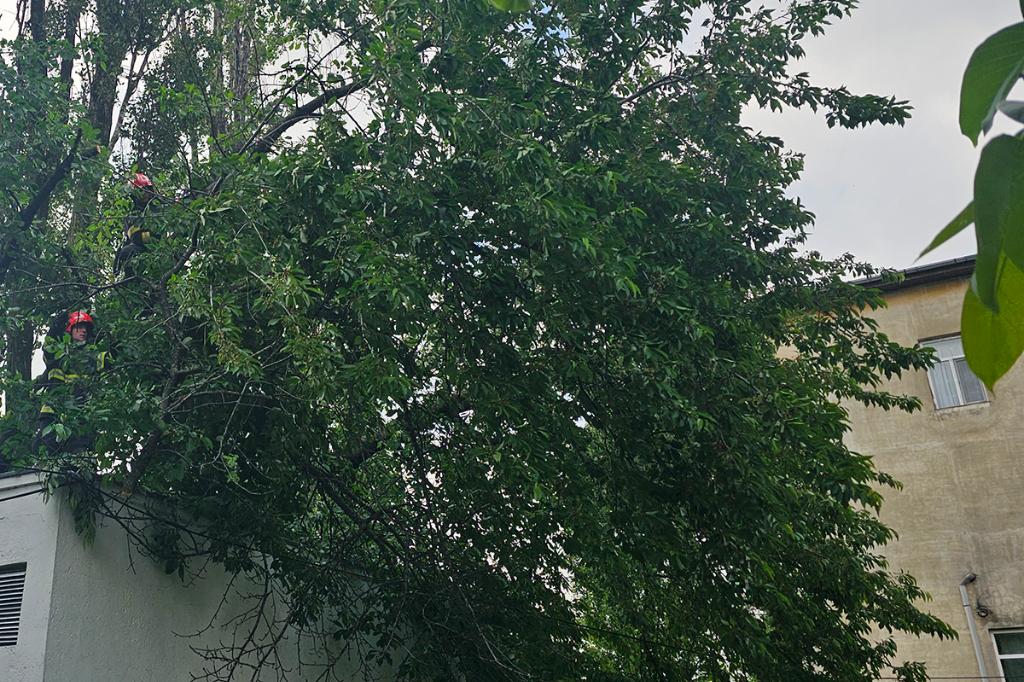 Câmpinenii întreabă... primarul răspunde. „În această perioadă se fac toaletări de arbori doar pentru situații de urgență”