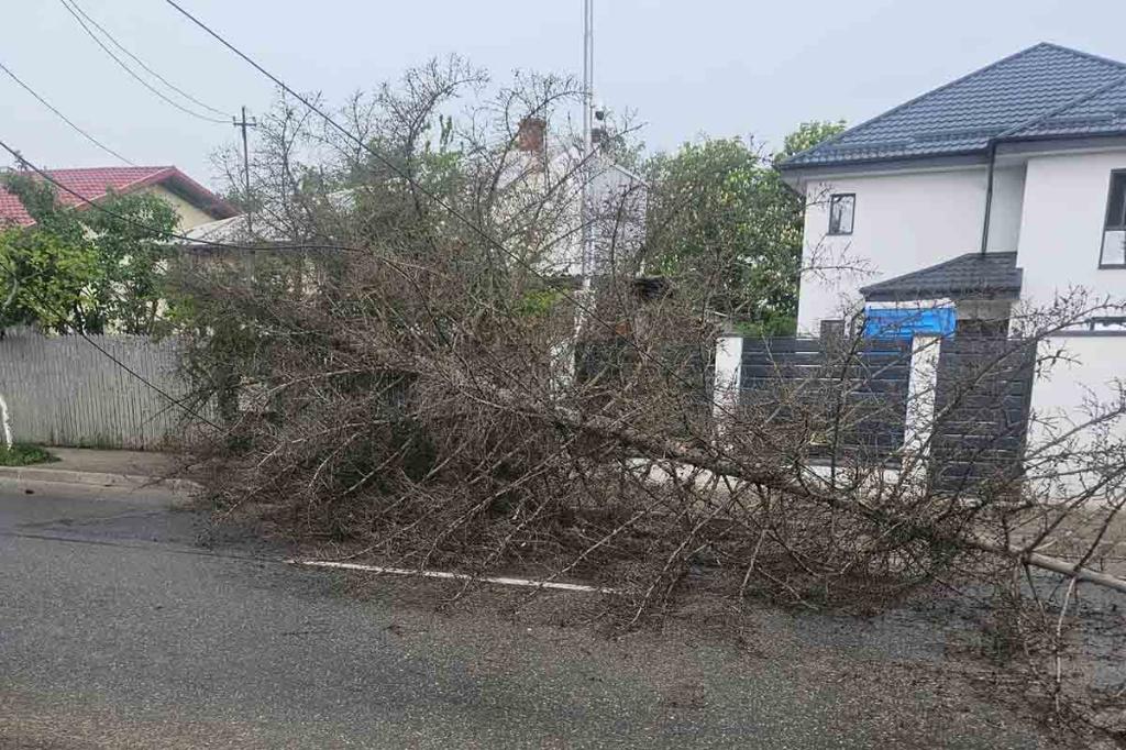 Furtună puternică la Câmpina. Mai mulți copaci au fost doborâți de vijelie pe străzile Bobâlna și Gornistului