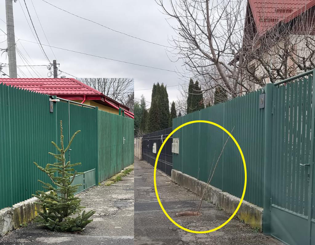 Câmpina mileniul III. Oamenii tratează cu umor semnalizarea gropii de pe Strada Bogdan Vasile - de la un simplu băț la... un pom de Crăciun