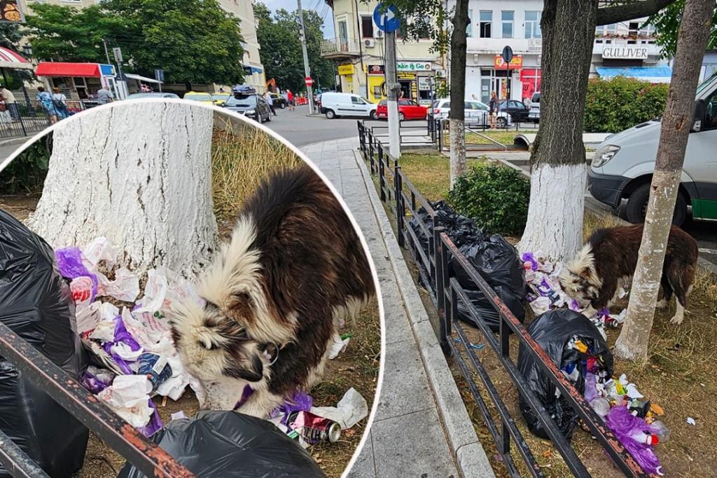Imagini halucinante. În miezul zilei, în centrul Câmpinei, un câine se ospăta din pungi cu gunoaie!