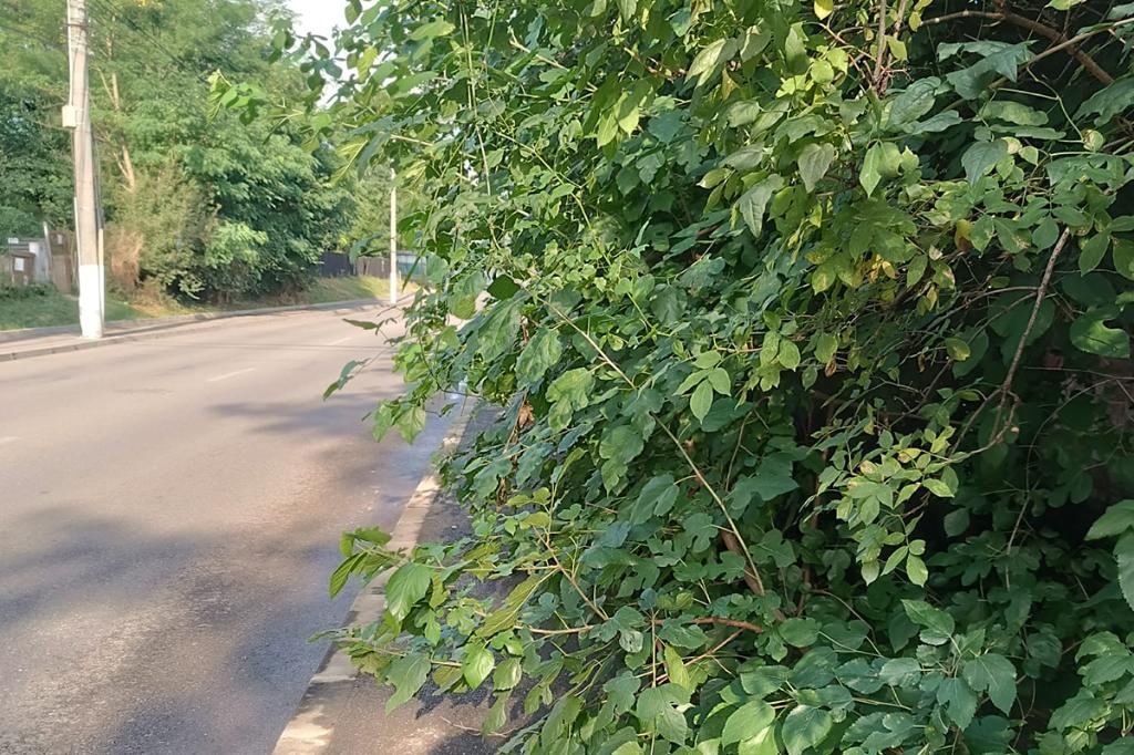 Dificultăți în traficul de pe Calea Doftanei. Traficul pentru pietoni...