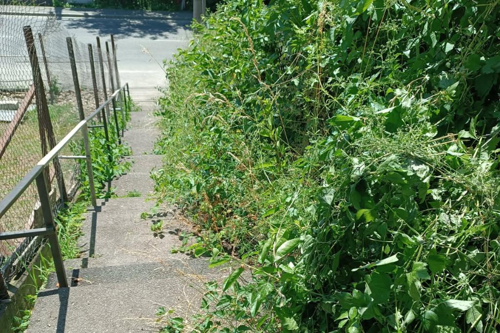 Scările dintre Calea Doftanei și Strada Voila sunt năpădite de buruieni