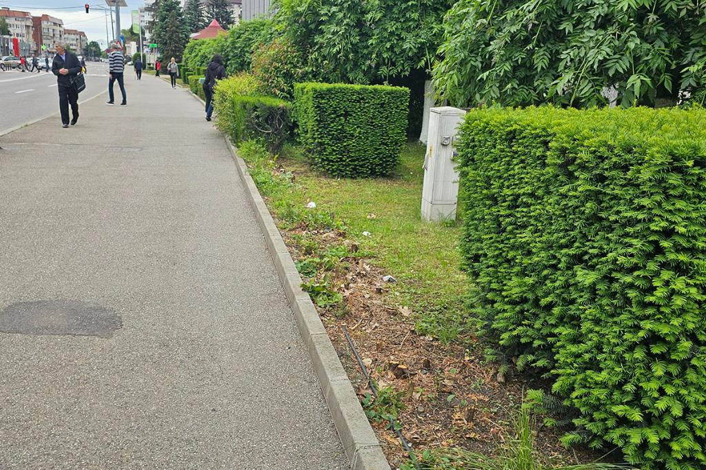 De ce a dispărut o parte din gardul viu din zona centrală a Câmpinei