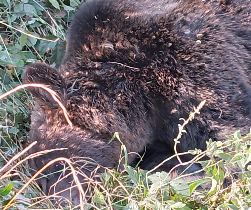 Primim de la cititori. Un urs a fost găsit mort pe un drum spre Șotrile