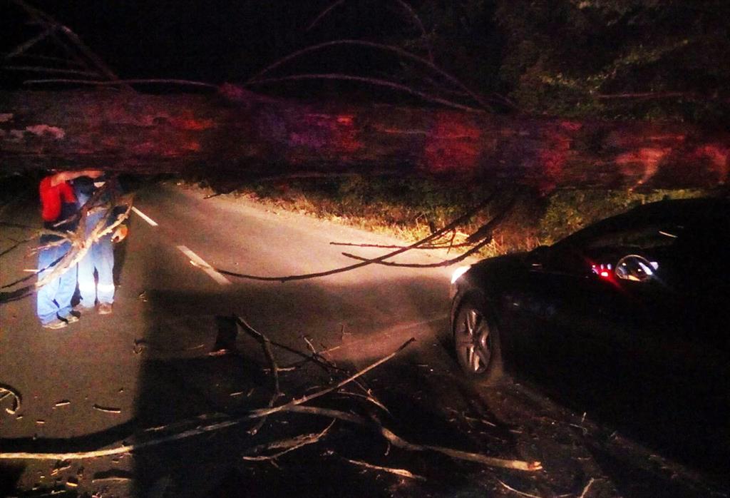 Copac prăbușit peste o mașină și peste cablurile electrice, pe Strada Pictor Grigorescu din Câmpina 