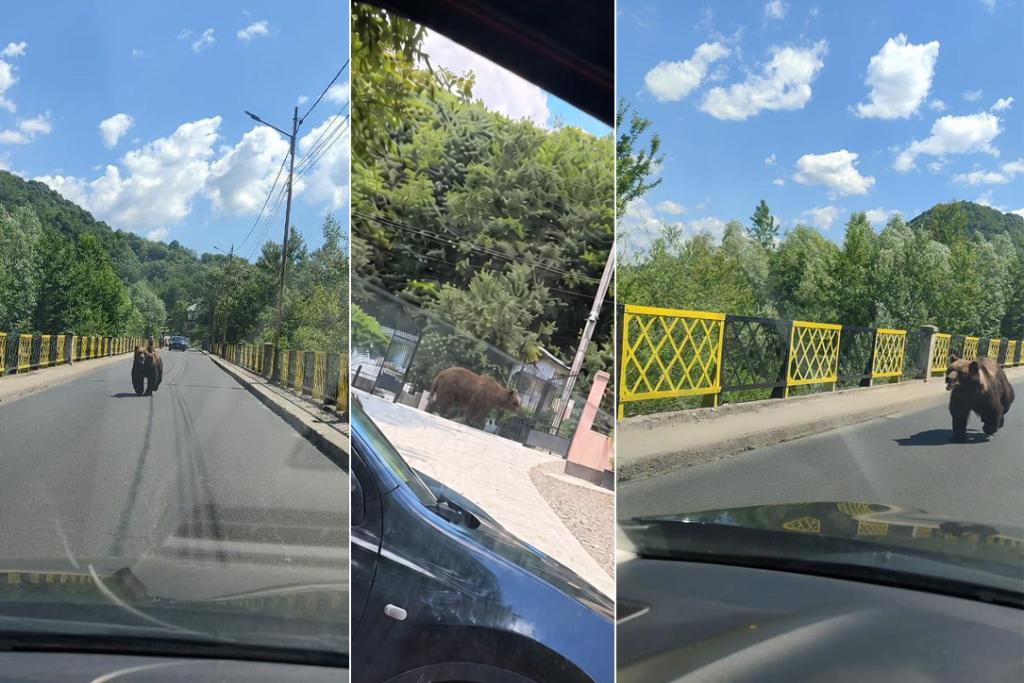 Un urs s-a tot plimbat miercuri între podul de la Zorile și intrarea în Brebu