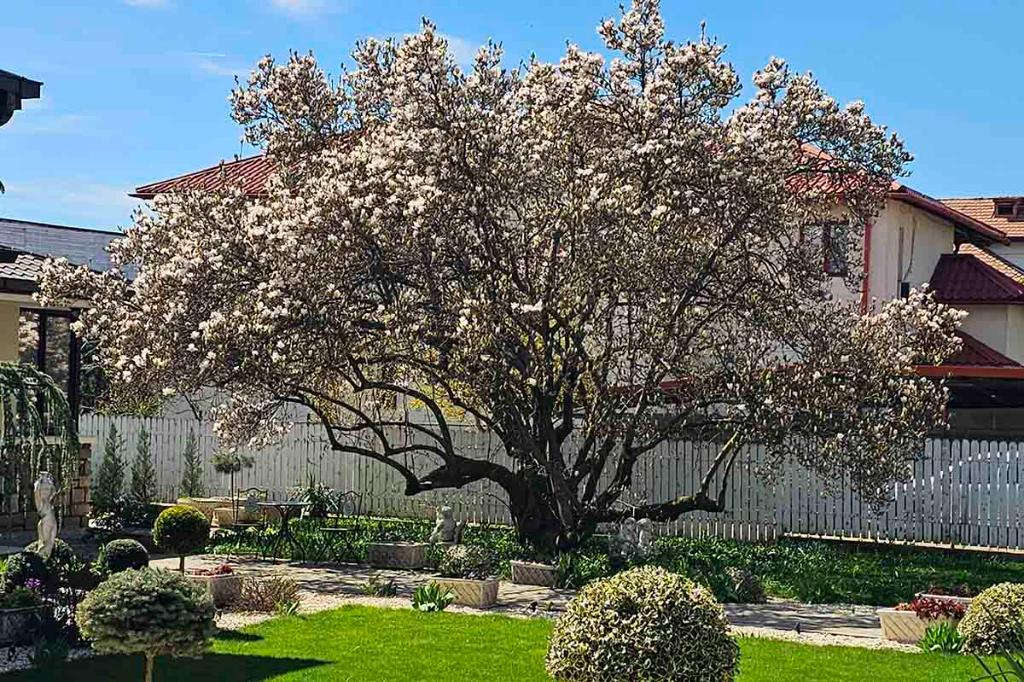 A înflorit magnolia centenară a Câmpinei