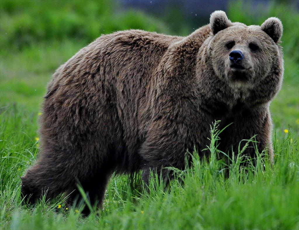 La Breaza, un bărbat a fost atacat și rănit grav de un urs. Mesaj de alertă privind prezența unui urs și la Comarnic