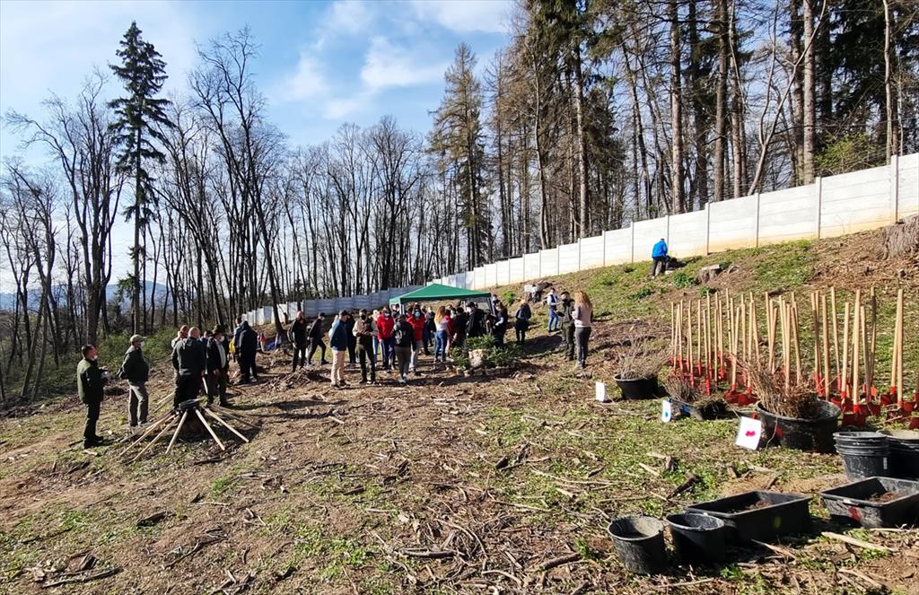 Participare record a societății civile la o acțiune de plantare de arbori organizată de Ocolul Silvic Câmpina