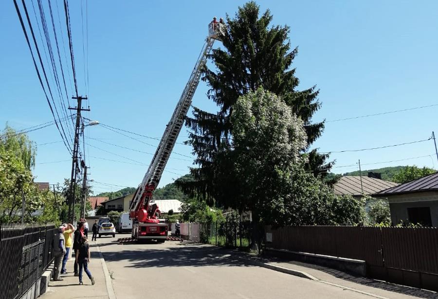 Copac lovit de fulger în Cartierul Slobozia din Câmpina. Pompierii au intervenit cu o autospecială cu scară pentru tăierea arborelui