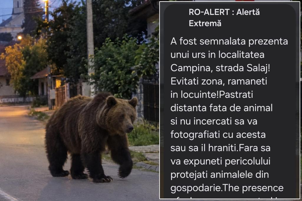 Alertă privind prezența unui urs la Câmpina, pe Strada Sălaj