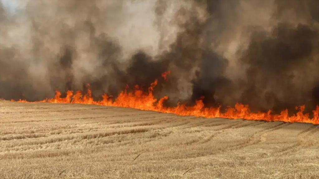 Incendiu de vegetație la Bănești, în apropierea DN1