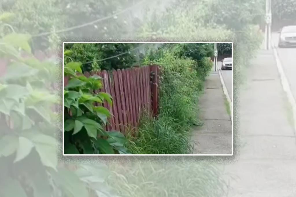 Pe Strada Vasile Lucaci, din Câmpina, vegetația cucerește trotuarul...