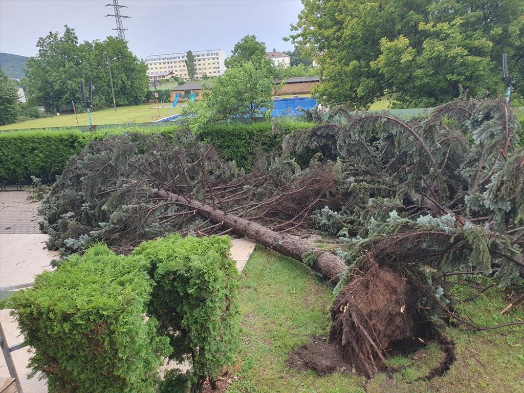 Câmpina după furtună - copaci smulși din rădăcină în mai multe zone ale orașului
