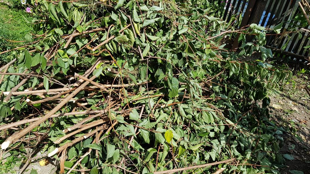 Precizări ale Primăriei Câmpina cu privire la ridicarea deșeurilor vegetale din cartierele Muscel și Câmpinița