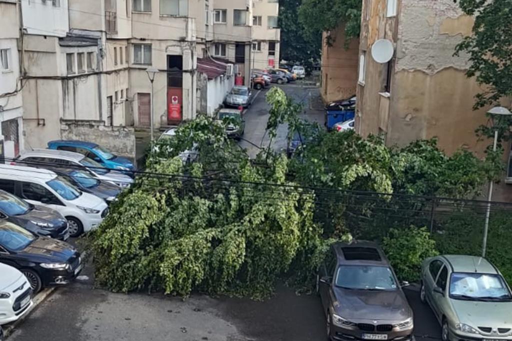 Pompierii au intervenit, sâmbătă dimineață, pentru degajarea unui copac căzut pe Strada Mihai Eminescu din Câmpina