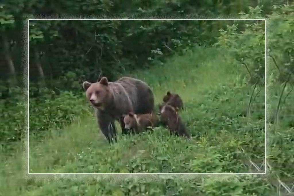 La Valea Doftanei, ursoaica și cei trei pui au venit din nou printre case