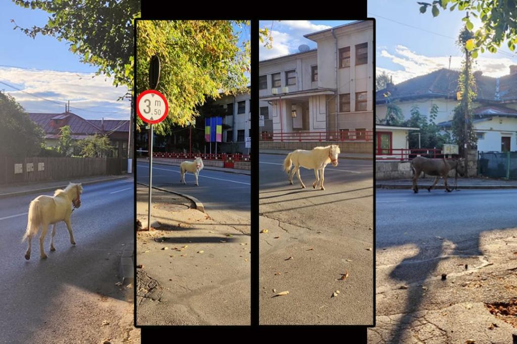 Cai liberi prin Câmpina, pe Strada Schelelor