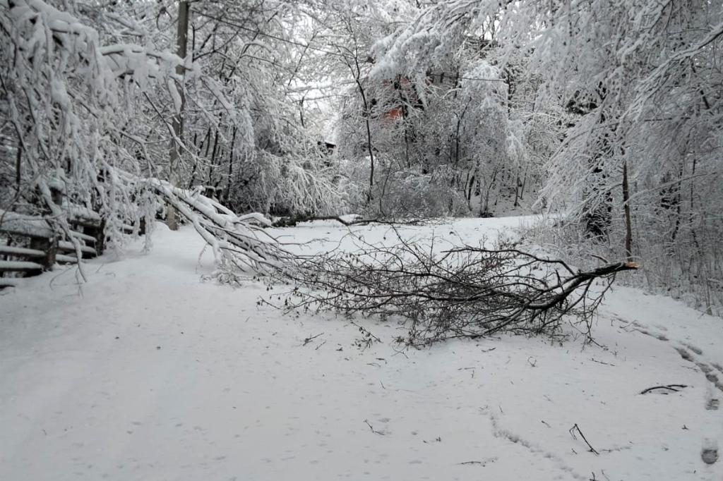 Din cauza ninsorii, trei copaci au căzut pe carosabil. Unul dintre ei, la Valea Doftanei